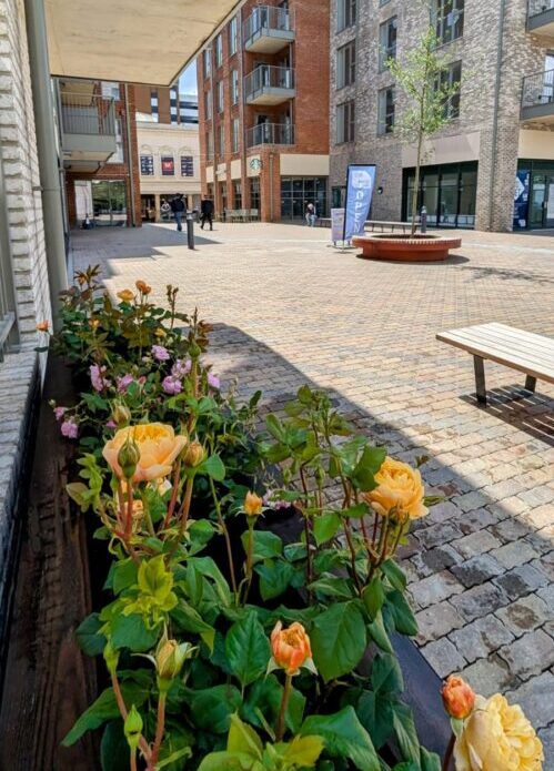 Roses in Union Yard Aldershot